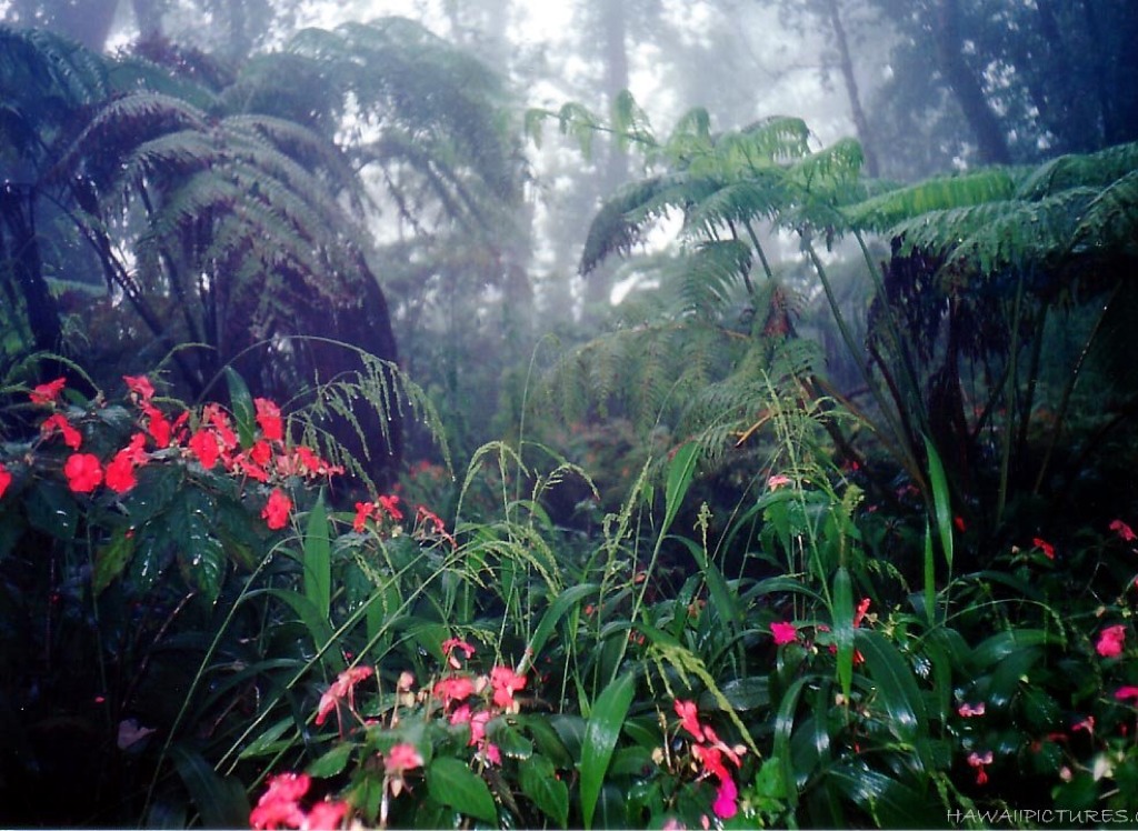 rainforest biome project
