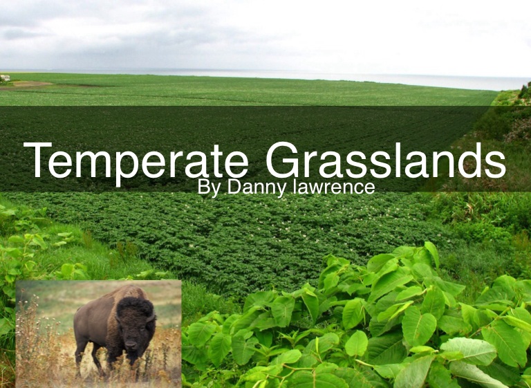 Temperate Grasslands On Flowvella Presentation Software For Mac Ipad And Iphone