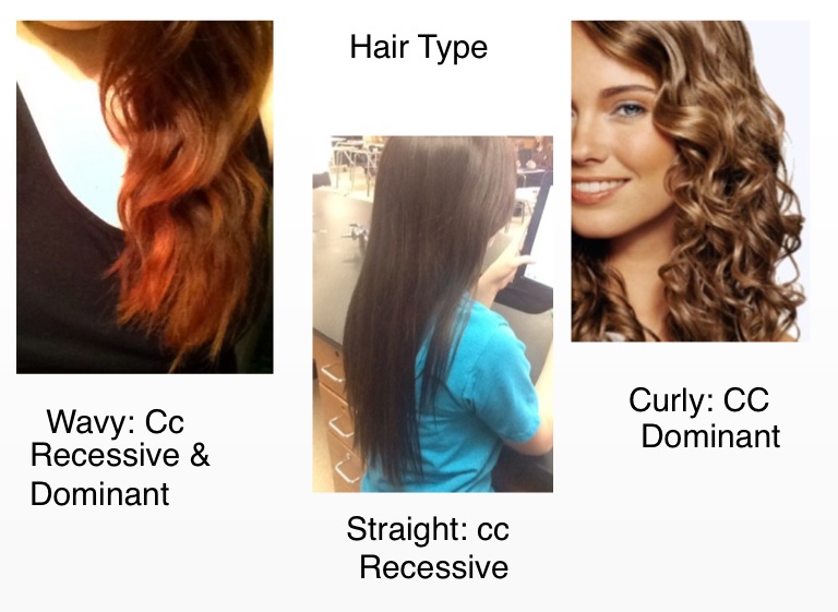 Curly Hair Is Dominant Or Recessive Captions Lovely Curly Hair Is Dominant Or Recessive Captions Lovely