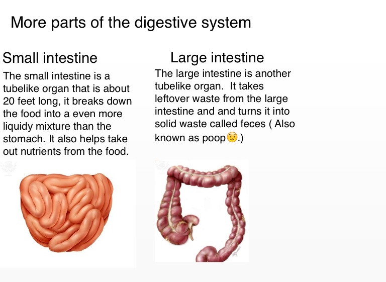 The digestive system - Screen 3 on FlowVella - Presentation Software