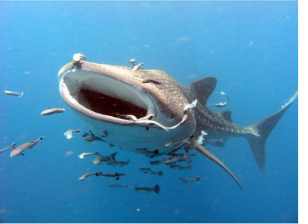 5 interesting facts about whale sharks
