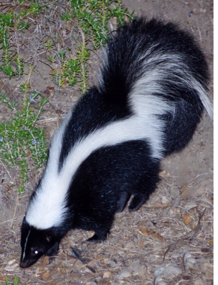 Striped skunk rush - Screen 2 on FlowVella - Presentation Software for ...