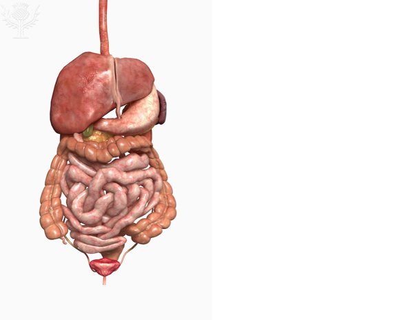 The Digestive System By Sofia Monserrat - Screen 15 on FlowVella