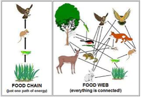 Food Chain in a Taiga - Ecosystems and Biomes - 4C