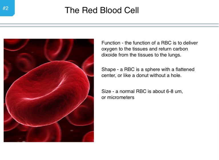 life-of-a-red-blood-cell-screen-2-on-flowvella-presentation