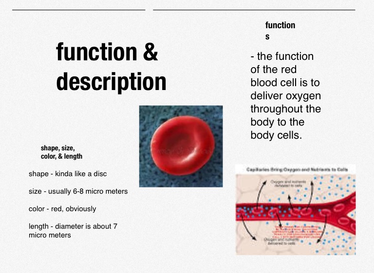 the life of a red blood cell - Screen 2 on FlowVella - Presentation