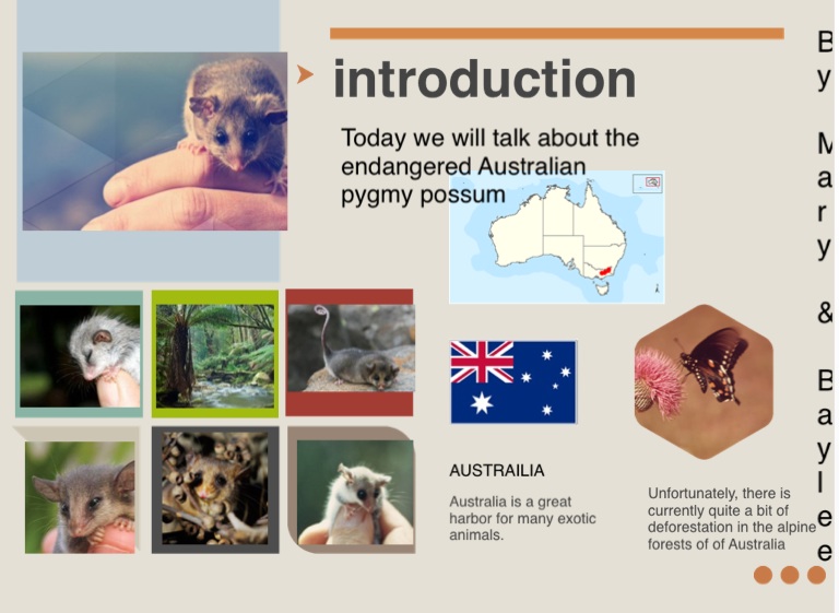 Australian Pygmy Possum on FlowVella - Presentation Software for Mac