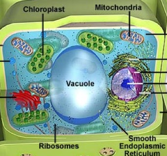 Eukaryotic cell structure - Screen 9 on FlowVella - Presentation