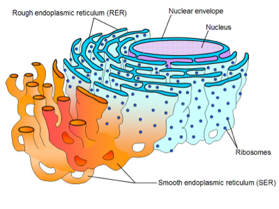 Cell Structure and Function - Screen 6 on FlowVella - Presentation ...