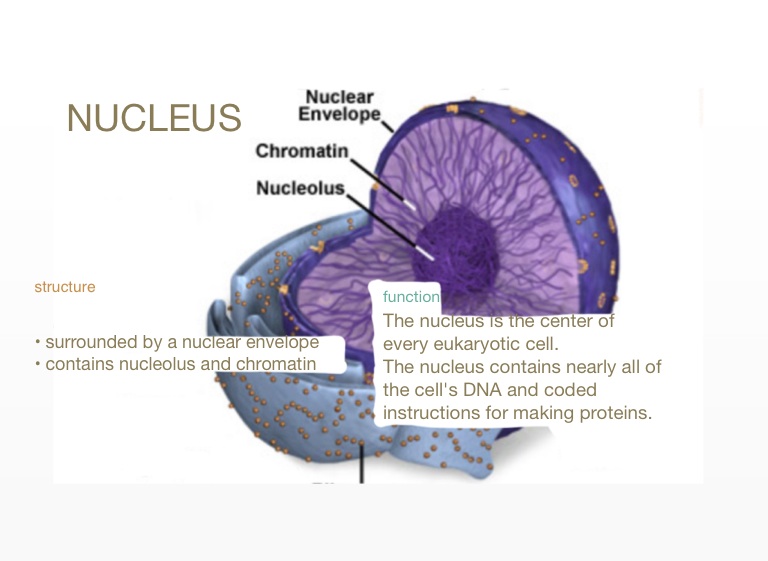 Eukaryotic Cell Structure - Screen 3 on FlowVella - Presentation ...