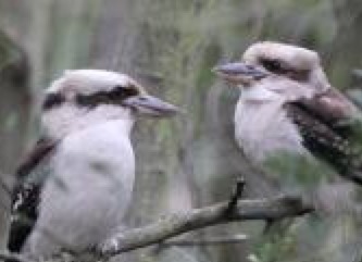 The Kookaburra On Flowvella