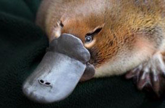 platypus facts interesting