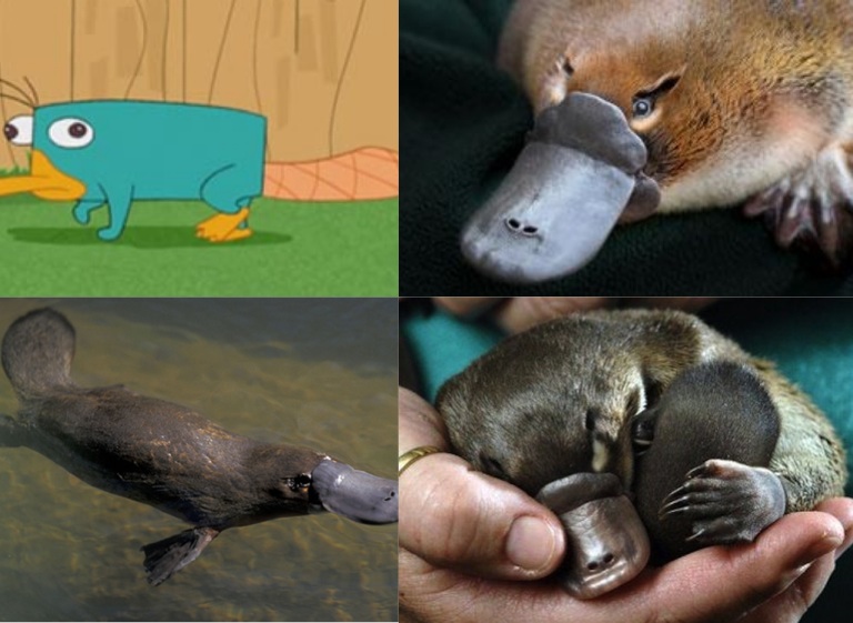 unusual platypus facts for kids