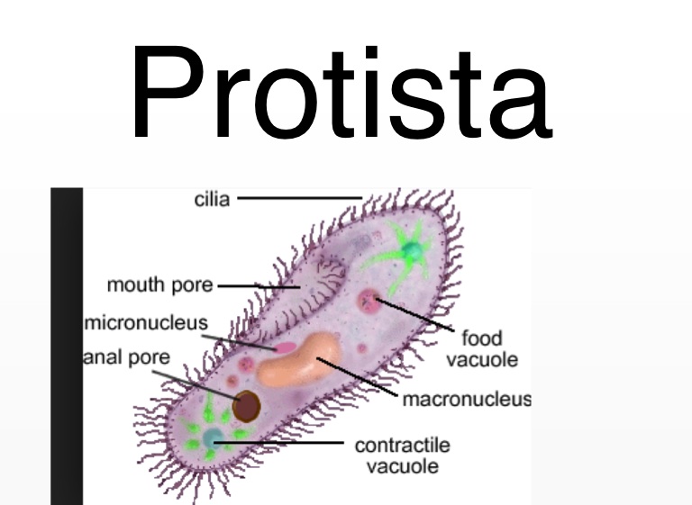 Protista Definition