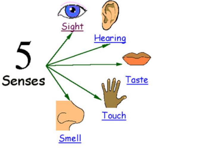 The senses person. Пять чувств человека на английском. Verbs of senses. Органы чувств человека на английском. Senses in English.