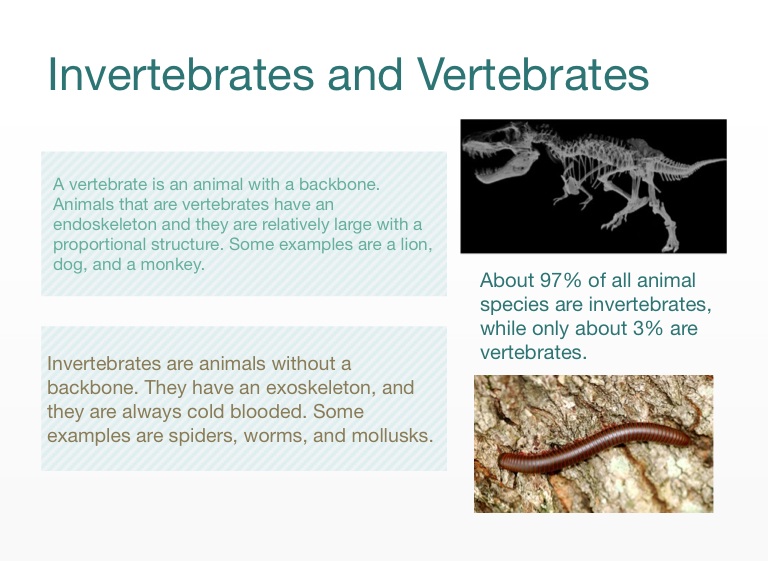 Animal Webquest - Screen 2 on FlowVella - Presentation Software for Mac  iPad and iPhone