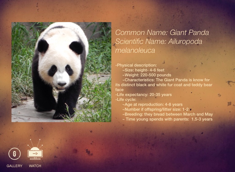 Giant Panda - Screen 2 on FlowVella - Presentation Software for Mac