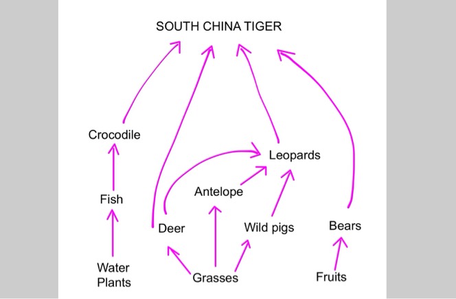 Tiger Food Chain Diagram