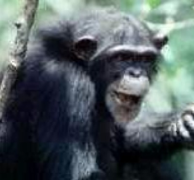 chimpanzee monkey lifespan in captivity
