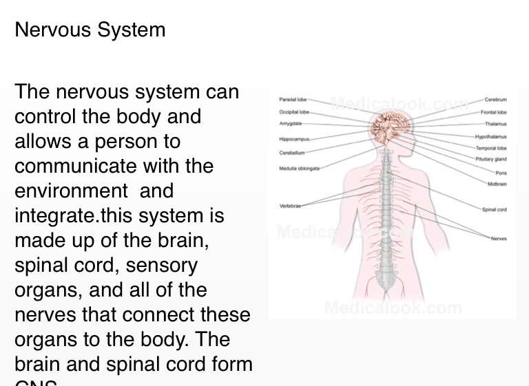 11 Organ Systems of Human Body Project by John Daub - Screen 5 on ...