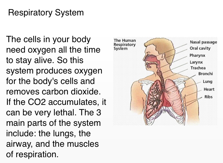 11 Organ Systems of Human Body Project by John Daub - Screen 9 on