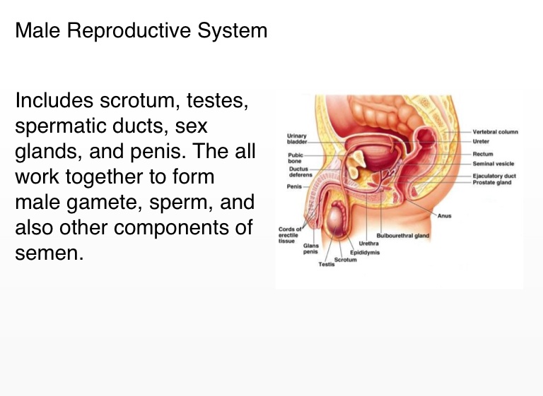 11 Organ Systems Of Human Body Project By John Daub Screen 13 On