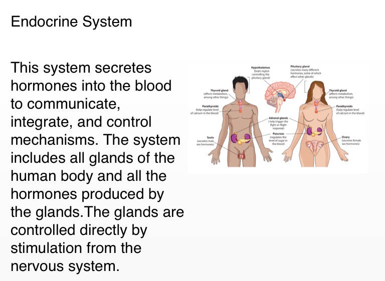 11 Organ Systems of Human Body Project by John Daub - Screen 6 on