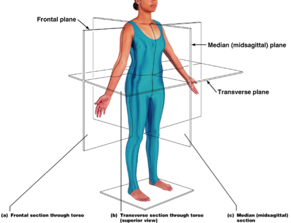 Anatomy Project - Screen 16 on FlowVella - Presentation Software for ...