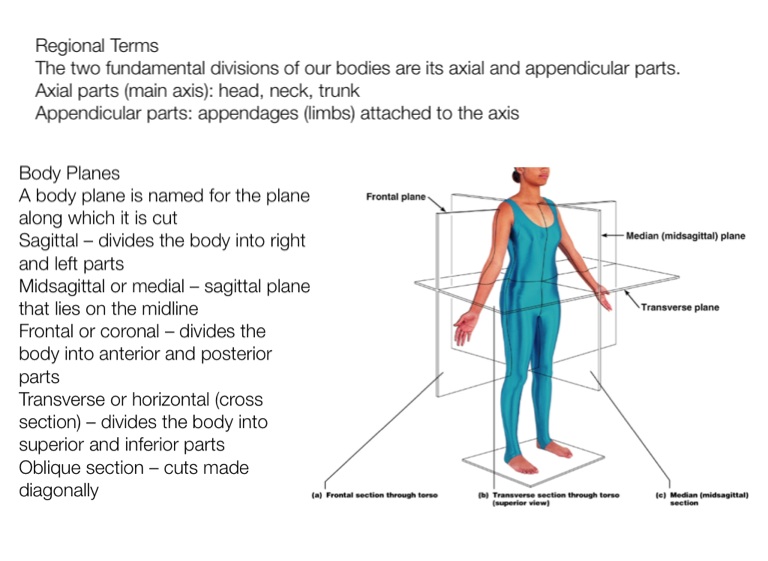 Anatomy Project - Screen 16 on FlowVella - Presentation Software for ...