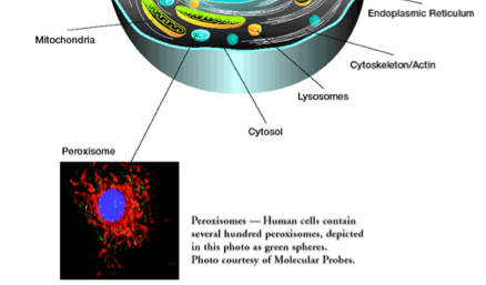 Anatomy Project - Screen 36 on FlowVella - Presentation Software for