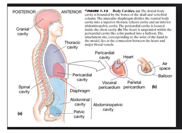 Anatomy and Physiology - Screen 25 on FlowVella - Presentation Software
