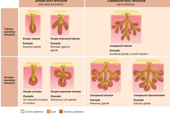 Anatomy Project - Screen 43 on FlowVella - Presentation Software for ...