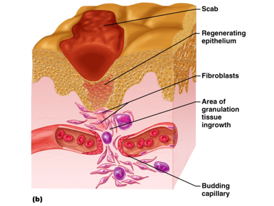 Anatomy Project - Screen 47 On Flowvella - Presentation Software For 