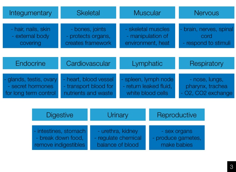 Manas Purohit Anatomy Summer Work - Screen 5 on FlowVella ...