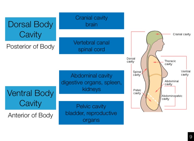 Manas Purohit Anatomy Summer Work - Screen 11 on FlowVella ...