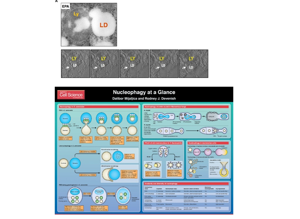 FIG2 on FlowVella - Presentation Software for Mac iPad and iPhone