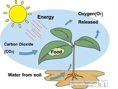 Photosynthesis Project - Screen 5 On Flowvella - Presentation Software 