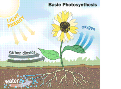 Photosynthesis Project Screen 13 On Flowvella Presentation Software For Mac Ipad And Iphone