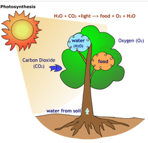 Photosynthesis - Screen 2 on FlowVella - Presentation Software for Mac ...