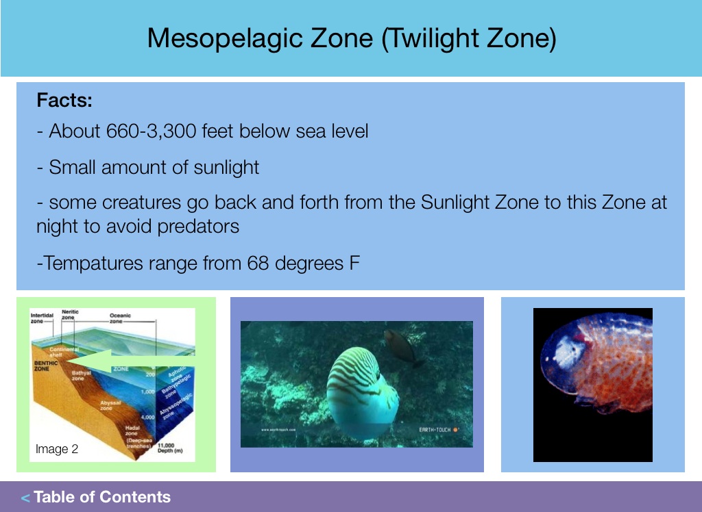 mesopelagic zone