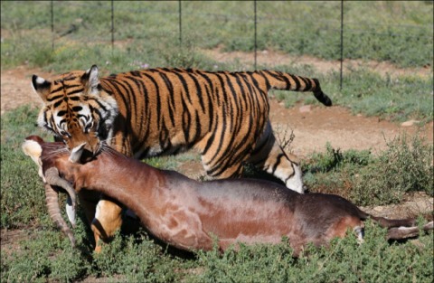 tiger eating a buffalo