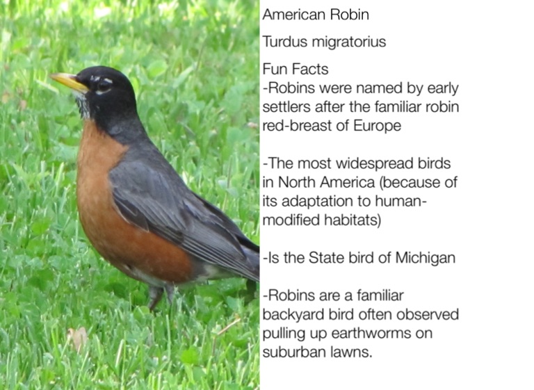 Robin Facts