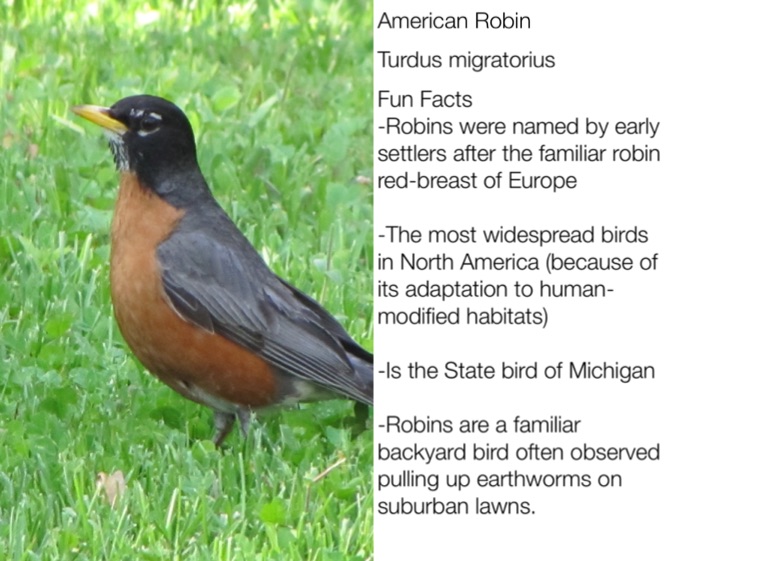 Five fast facts about our most familiar bird, the American robin