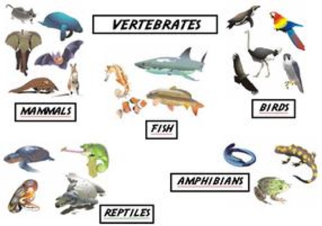 Млекопитающие рыбы. Млекопитающие рыбы список.