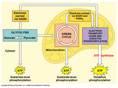 Photosynthesis/Cellular Respiration - Screen 3 on FlowVella ...