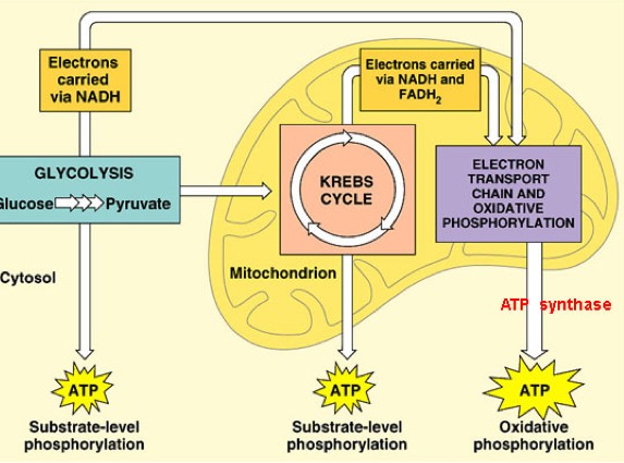 Photosynthesis/ Cellular Respiration - Screen 3 on FlowVella ...