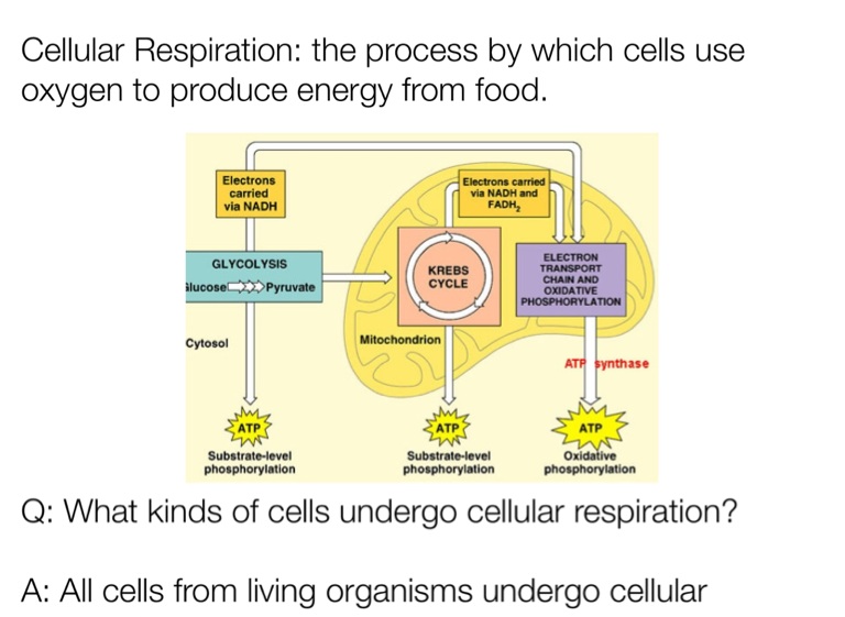 Photosynthesis/ Cellular Respiration - Screen 3 on FlowVella ...