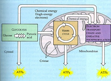 Photosynthesis/ Cellular Respiration - Screen 4 on FlowVella ...