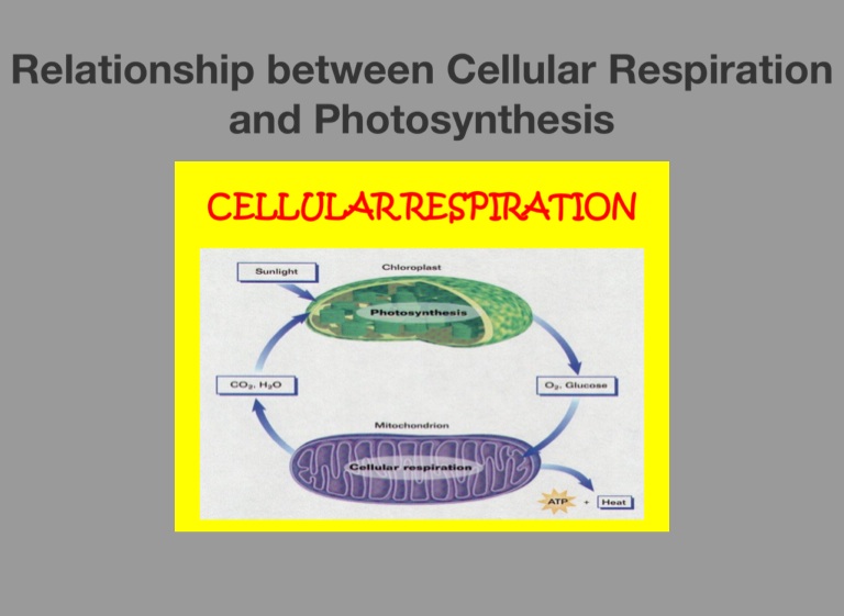 Cellular Respiration Photosynthesis Chris Pryor - Screen 6 On Flowvella 