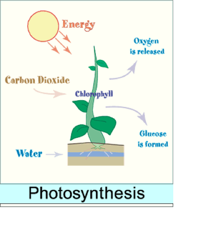 Photosynthesis Project On Flowvella Presentation Software For Mac Ipad And Iphone